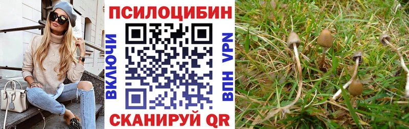 omg вход  Мариинский Посад  Галлюциногенные грибы Cubensis 